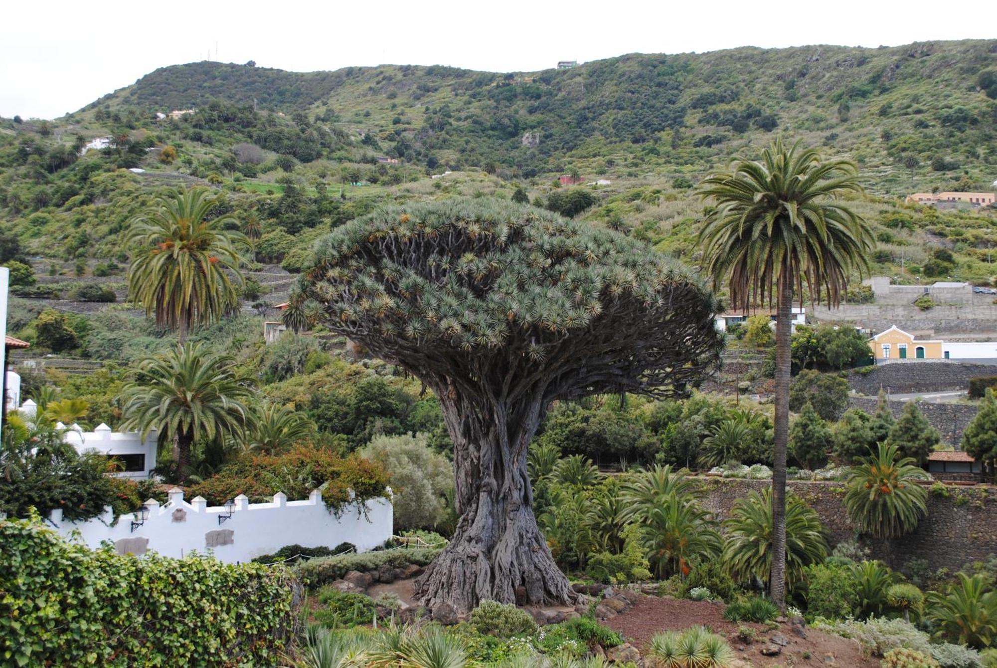 Finca Los Loros Icod De Los Vinos By Hrtenerife Net Santa Cruz de Tenerife Kültér fotó